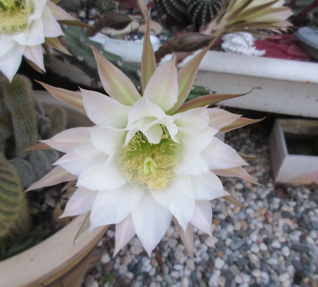 Harrisia jusbertii Snake Cactus Cutting – Rare Dusk-Blooming Indoor Succulent, Unique Houseplant, Low-Maintenance Cacti, 8-Inch Plant Fragment