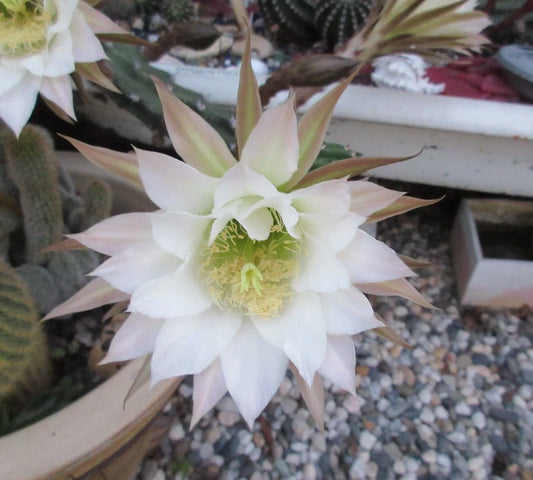 Harrisia jusbertii Snake Cactus Cutting – Rare Dusk-Blooming Indoor Succulent, Unique Houseplant, Low-Maintenance Cacti, 8-Inch Plant Fragment