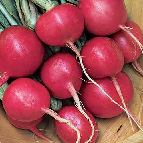 Cherry Belle Radish Seeds | Heirloom Non-GMO Raphanus sativus | AAS Winner, Fast-Growing, Crisp Radish Seeds for Gardens