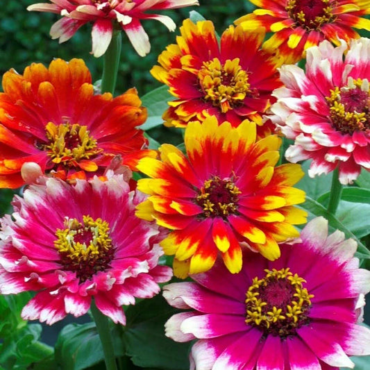 Mixed Zinnia Seeds Pack - Colorful Swirls - Zinnia elegans - Garden Flower Seeds for Borders & Cut Flowers