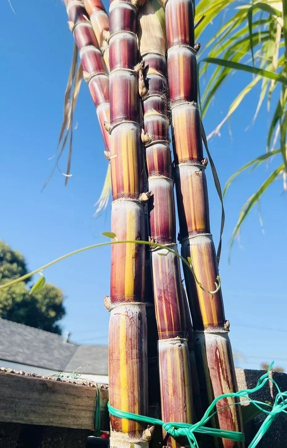 Rare Jamaican Variegated Sugarcane Live Rooted Plant - Striped Saccharum spontaneum for Unique Gardens
