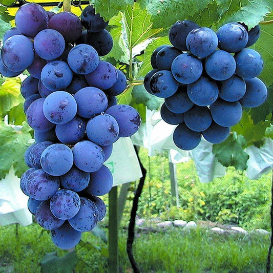 Japanese Kyoho Grape Cuttings 6pcs Vitis vinifera Giant Grape Vine for Home Garden, US Seller