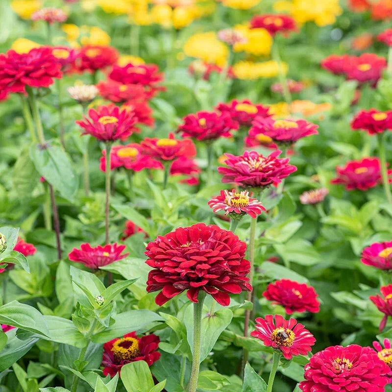 Zinnia Seeds - 100+ Meteor Variety for Garden, Flower Bed & Container, Zinnia elegans, Vibrant Colors, Easy to Grow