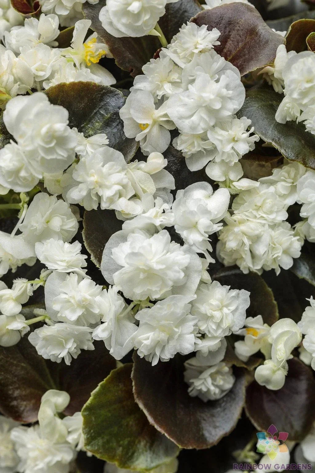 25+ Double Up White Begonia Seeds, Begonia x tuberhybrida, Annual Flower for Garden Beds, Borders & Containers