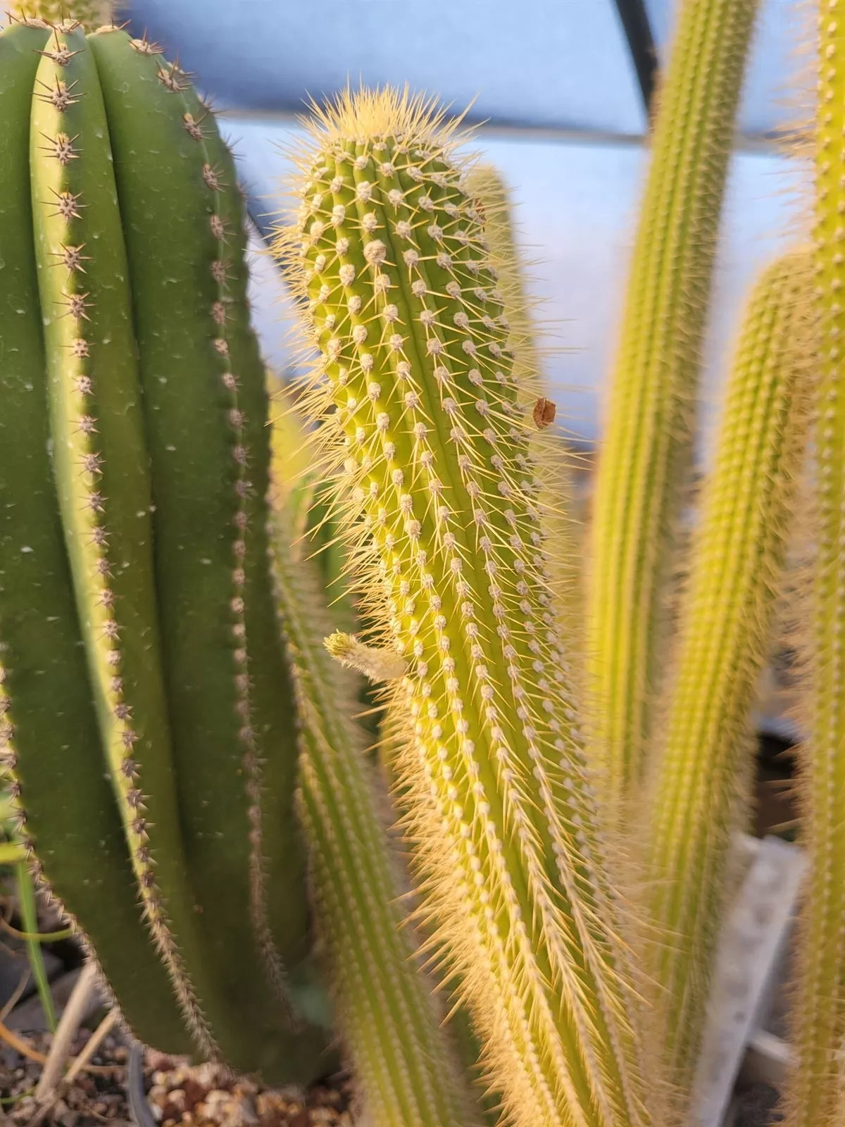 Cleistocactus Tominensis ssp. Micropetalus Succulent Plant – Rare Desert Cactus with Tiny Flowers