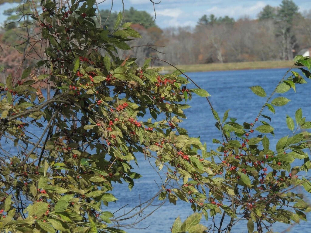 Winterberry Holly Seeds, Bulk Ilex verticillata, Deciduous Shrub for Landscaping, Wildlife-Friendly Native Plant Seeds