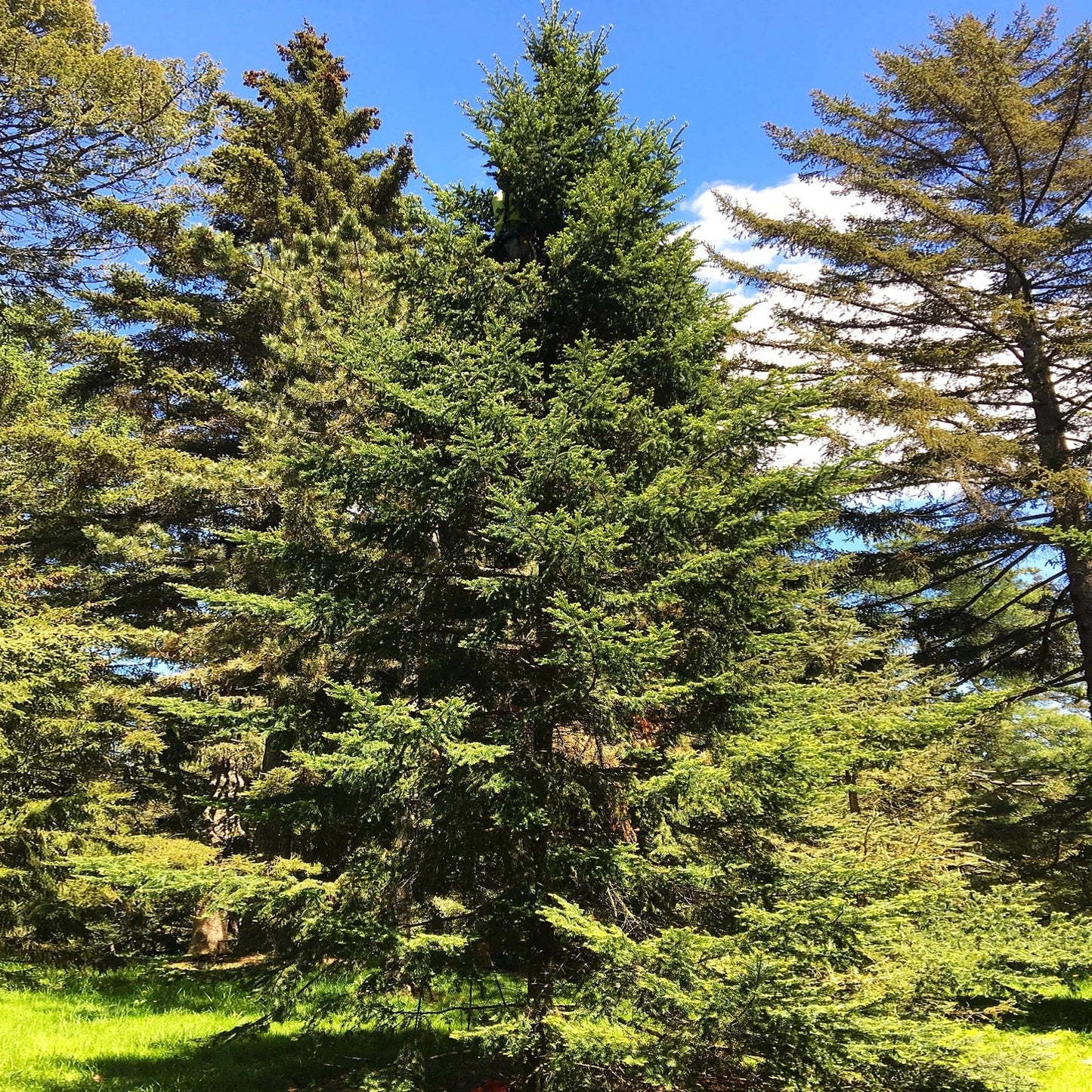 Balsam Fir Tree Seeds - Abies Balsamea - Evergreen Conifer for Reforestation & Landscaping - Full Sun to Partial Shade