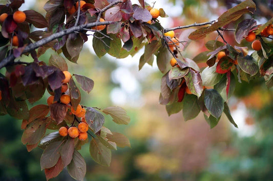 Japanese Persimmon Seeds - Diospyros Kaki Fruit Tree Seeds for Garden, Hardy, Edible, 15 Seeds