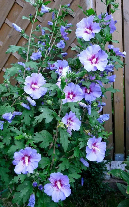 Live Rose of Sharon Plant – Blue Bird Hibiscus syriacus, Blue-Violet Flowers, Garden Shrub for Borders & Containers