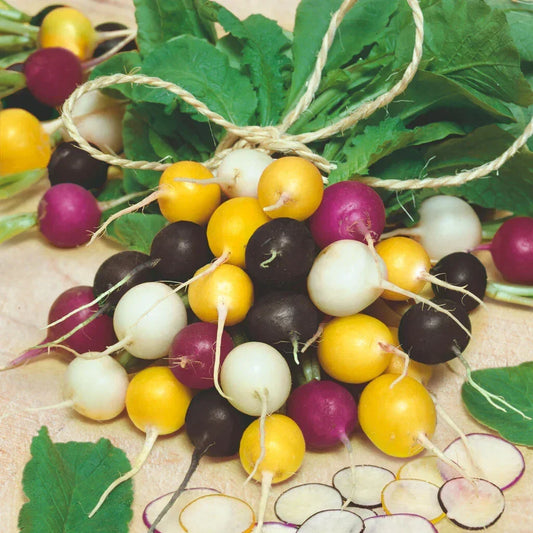 Halloween Mix Radish Seeds - Pack of 500+ Organic Raphanus sativus for Garden, Container & Indoor Planting