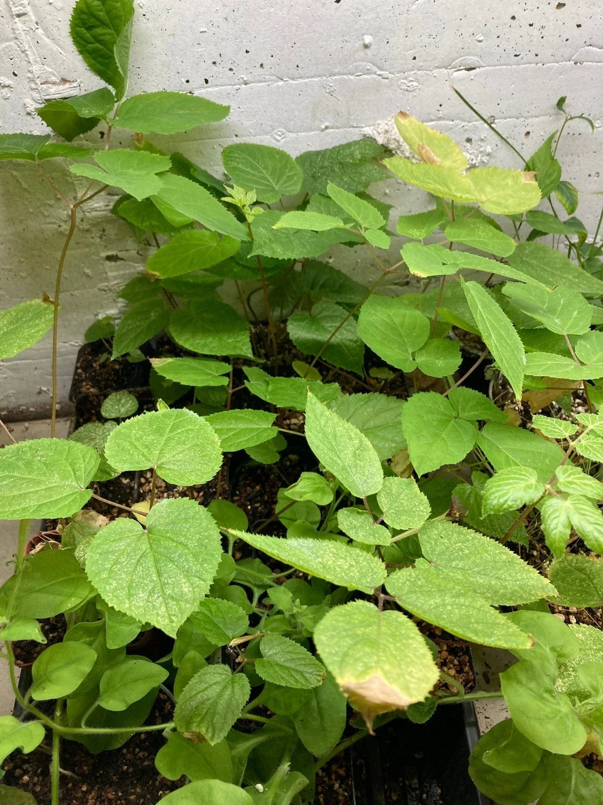American Spikenard Plant – Native Perennial Edible Shade Herb – Aralia racemosa – Herbal Garden Starter