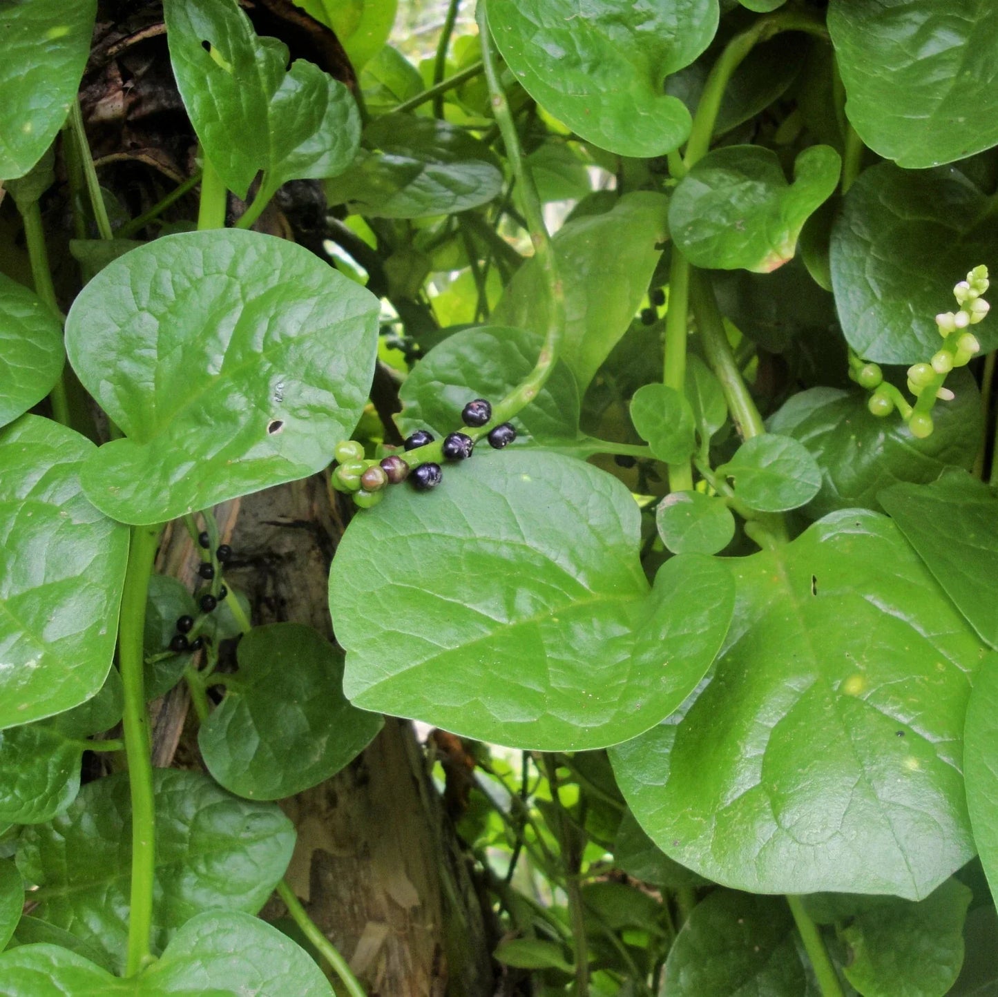 Giant Malabar Spinach Seeds | Climbing Vine, Round Leaf Green | Basella alba Vegetable Seed for Warm Climates