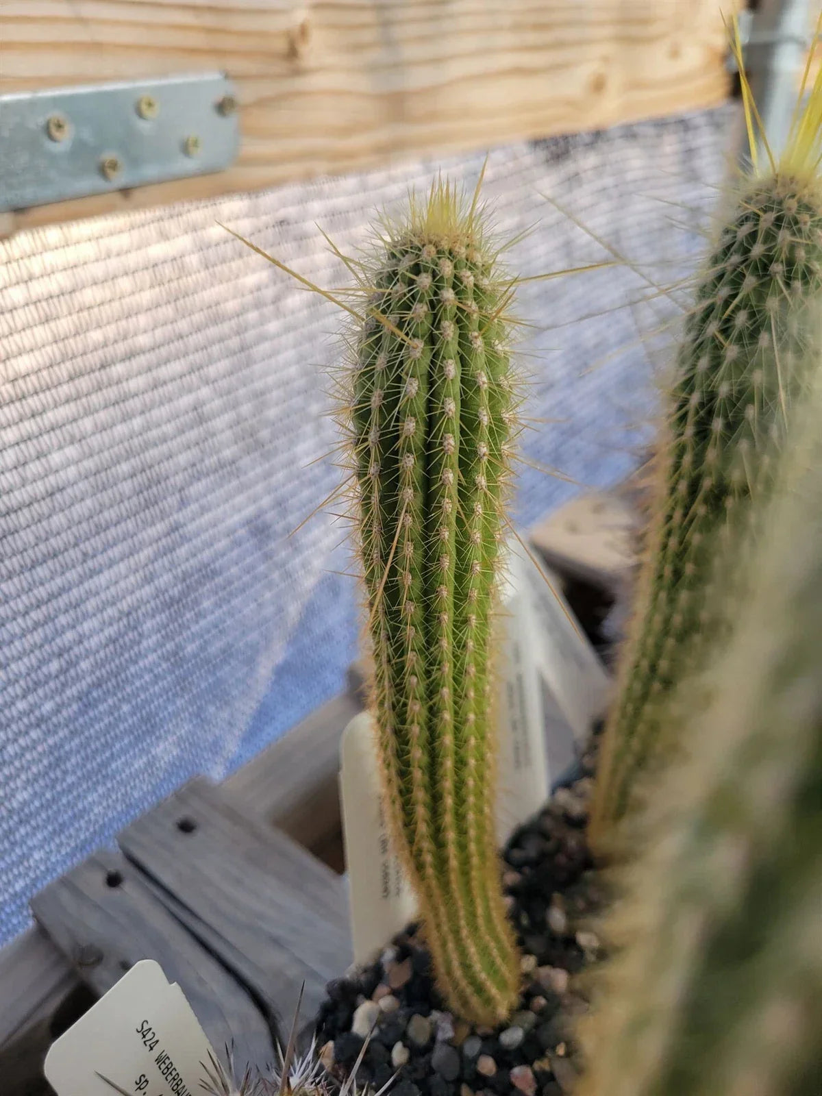 Weberbauerocereus albus Cactus - Succulent Plant, Rare Desert Cactus, White Spines, Compact Growth, Succulent Collection