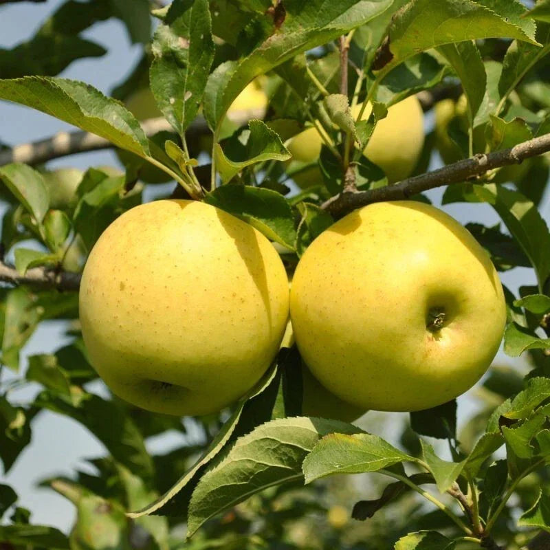 Golden Delicious Apple Tree Bare Root, Malus domestica, Sweet Crisp Fruit, Home Orchard Tree