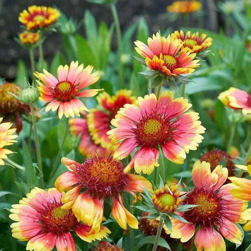Blanket Flower Seeds Bulk Pack - Gaillardia spp. Non-GMO Annual & Perennial Mix for Pollinators, Borders, Wildflower Gardens