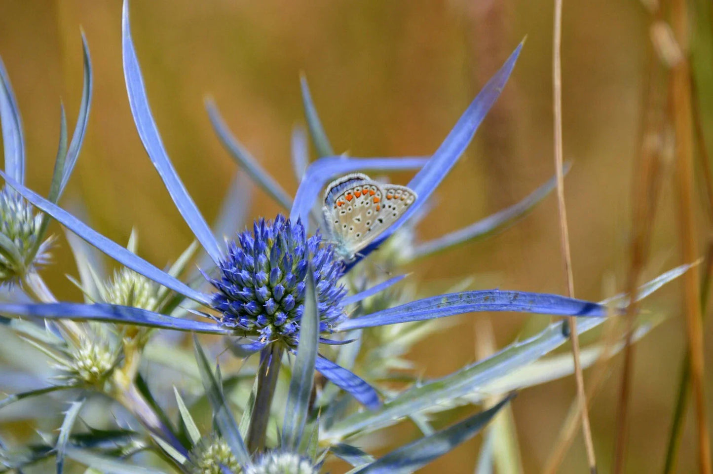 Blue Star Sea Holly Seeds - Eryngium Planum - Drought Tolerant Perennial Flower Seeds for Borders, Cut Flowers & Pollinator Gardens
