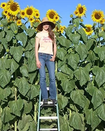 Skyscraper Sunflower Seeds - 50 Non-GMO Helianthus annuus for Tall, Vibrant Garden Blooms with Free Shipping