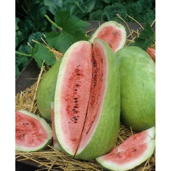 Watermelon Seeds - Charleston Grey Variety - Citrullus lanatus - Heirloom, Juicy, Large Fruit, Home Garden, Full Sun, Packet