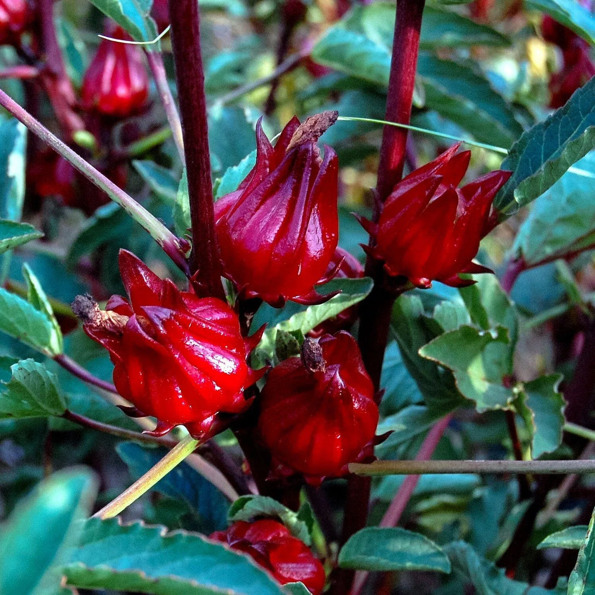 Roselle Seeds Packet - Jamaican Sorrel, Florida Cranberry, Hibiscus sabdariffa - Rare Luoshen Flower for Culinary Use