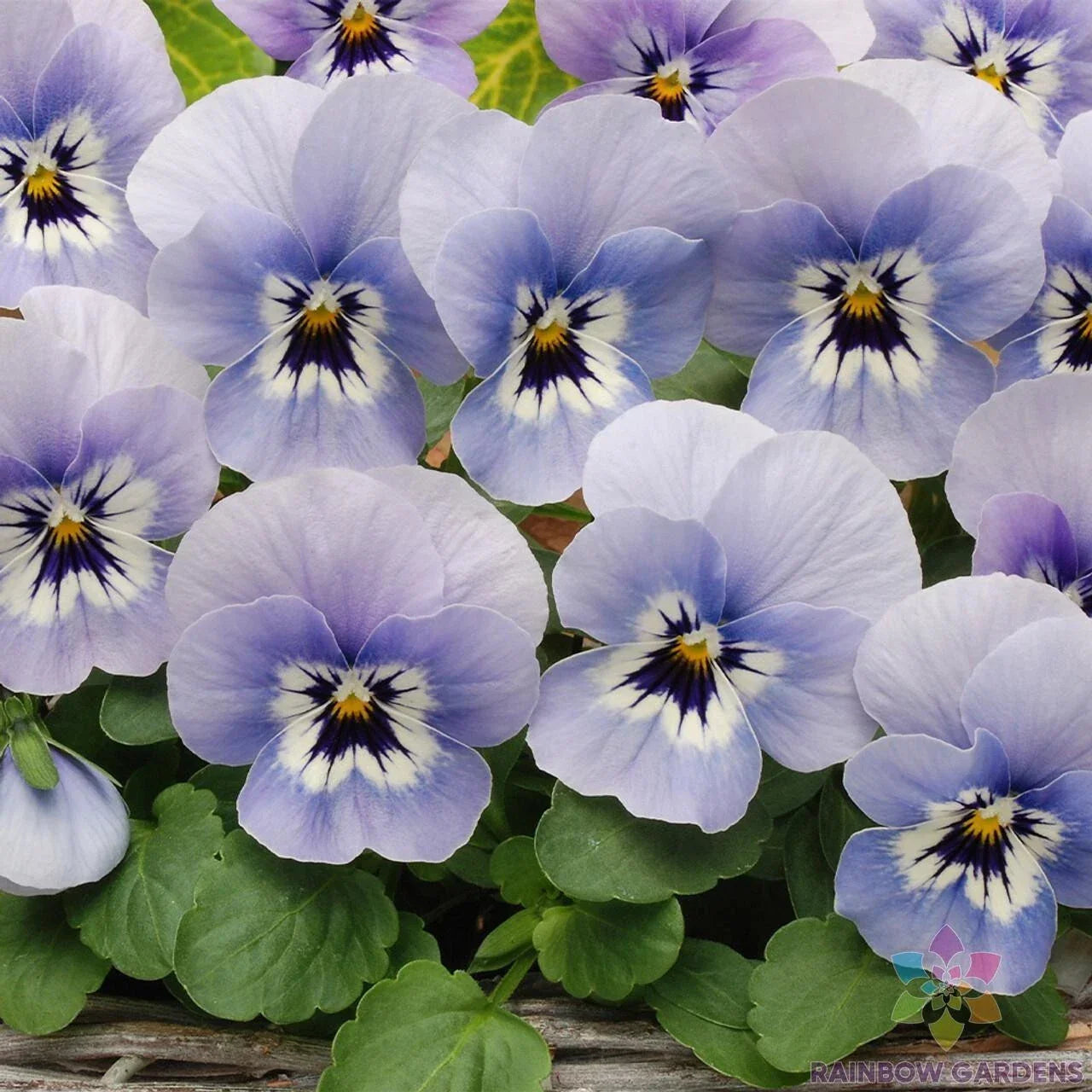 200+ Marina Pansy Seeds Sorbet XP Viola × wittrockiana Garden Flower Packets for Spring & Summer Planting