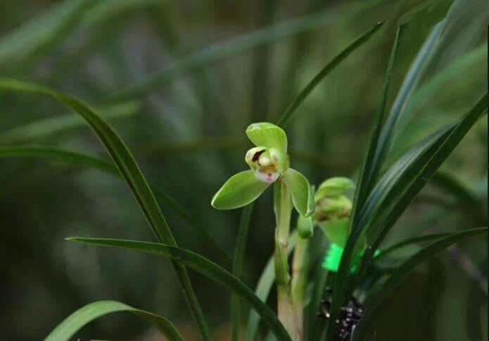 Easy Care Orchid Live Houseplant – Chinese Cymbidium Goeringii 春兰 – Air Purifying Indoor Plant – Beginner-Friendly Orchid