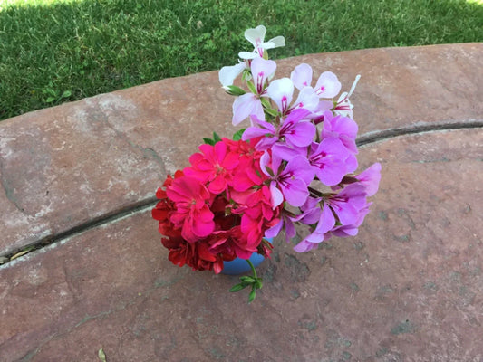 Ivy Geranium Cuttings - 10 Rooting Pelargonium Peltatum in Red, Pink, White, Purple for Hanging Baskets & Container Gardens