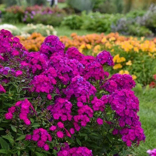 50 Ultraviolet Phlox Seeds | Perennial Flower Seeds for Borders & Gardens | Butterfly Attracting Phlox paniculata