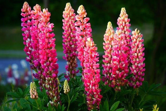 Lupine Seeds - 25 Pink, Purple, Orange Perennial Flower Seeds - Lupinus polyphyllus for Garden, Borders, Wildflower, Pollinator Attracting