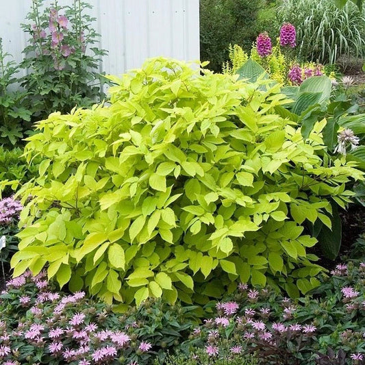 Japanese Spikenard Plant Seedlings - Variegated Green Foliage, Aromatic Roots, Aralia racemosa