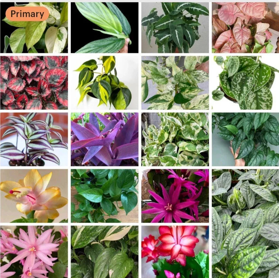 20+ Plant Cuttings Mix Surprise Box | 10 Varieties for Propagation & Gardening | Unique Indoor & Outdoor Plants