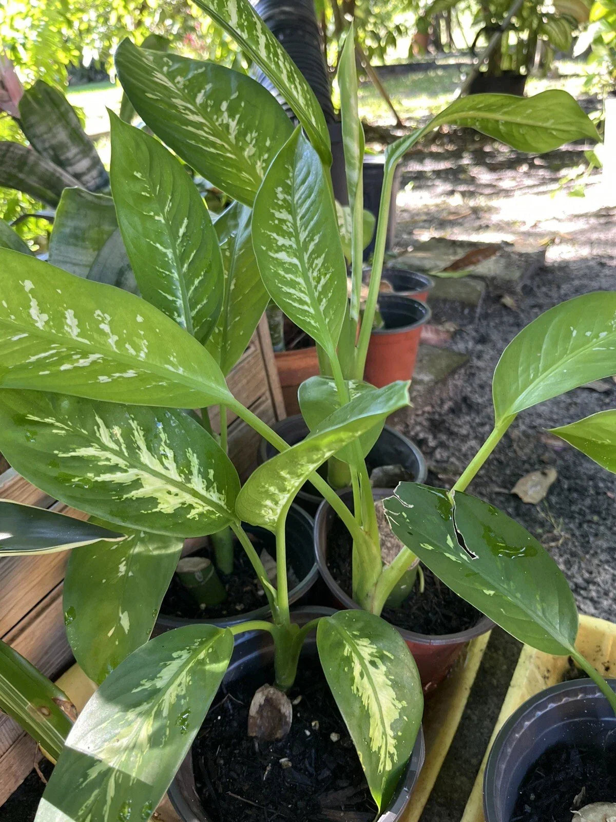 Dieffenbachia Plant Tropical Snow - Rooted Starter Indoor Plant - Easy to Grow Dumb Cane (Dieffenbachia spp.)