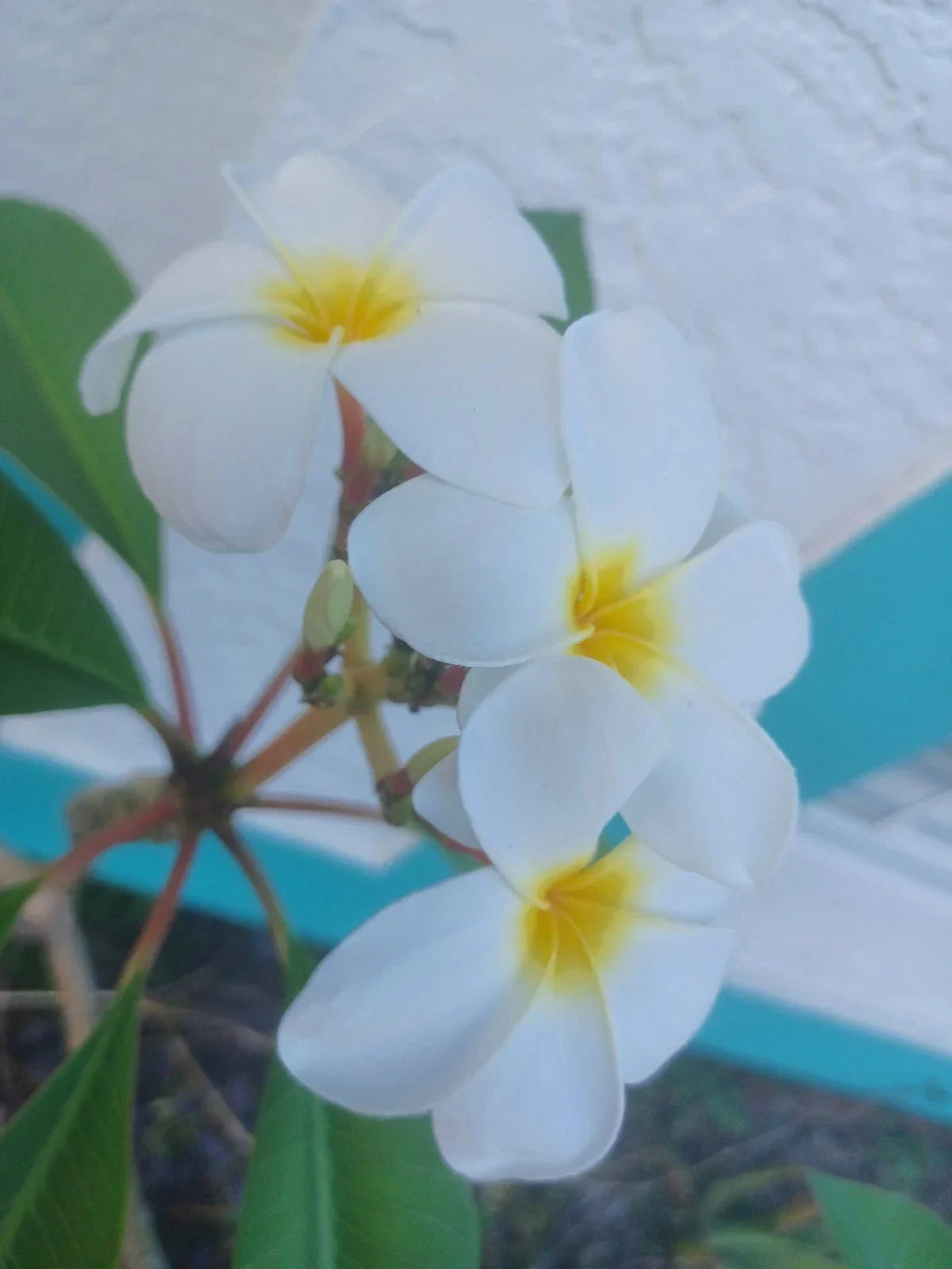 Plumeria Cuttings - Colorful Frangipani Variety - Vibrant Flowers for Planting - Tropical Garden Planting Material