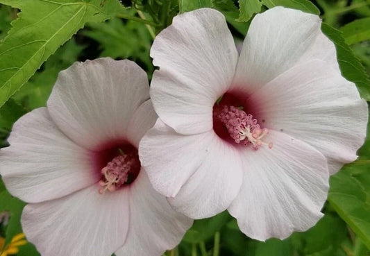 Halberd-Leaf Rose Mallow Seeds - 10++ Heirloom Hibiscus laevis, Perennial, Vibrant Blooms, Attracts Pollinators, USA Grown