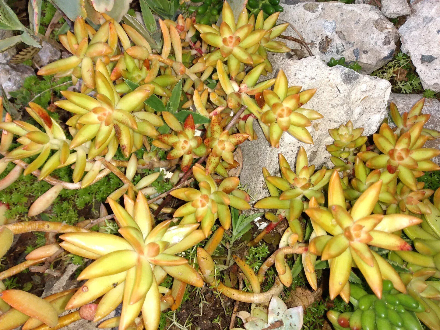 Sedum Adolphi FireStorm Live Succulent Plant 4-6 Inches Yellow-Orange Foliage Rooted Container Plant