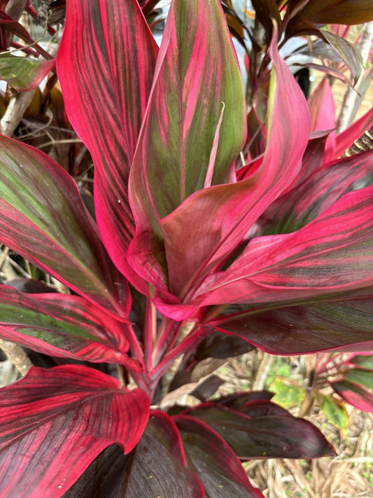 Hawaiian Ti Leaf Cuttings 6-Inch Mixed Green Pink Red Starter Logs Cordyline fruticosa x10 Tropical Plant for Garden or Indoor