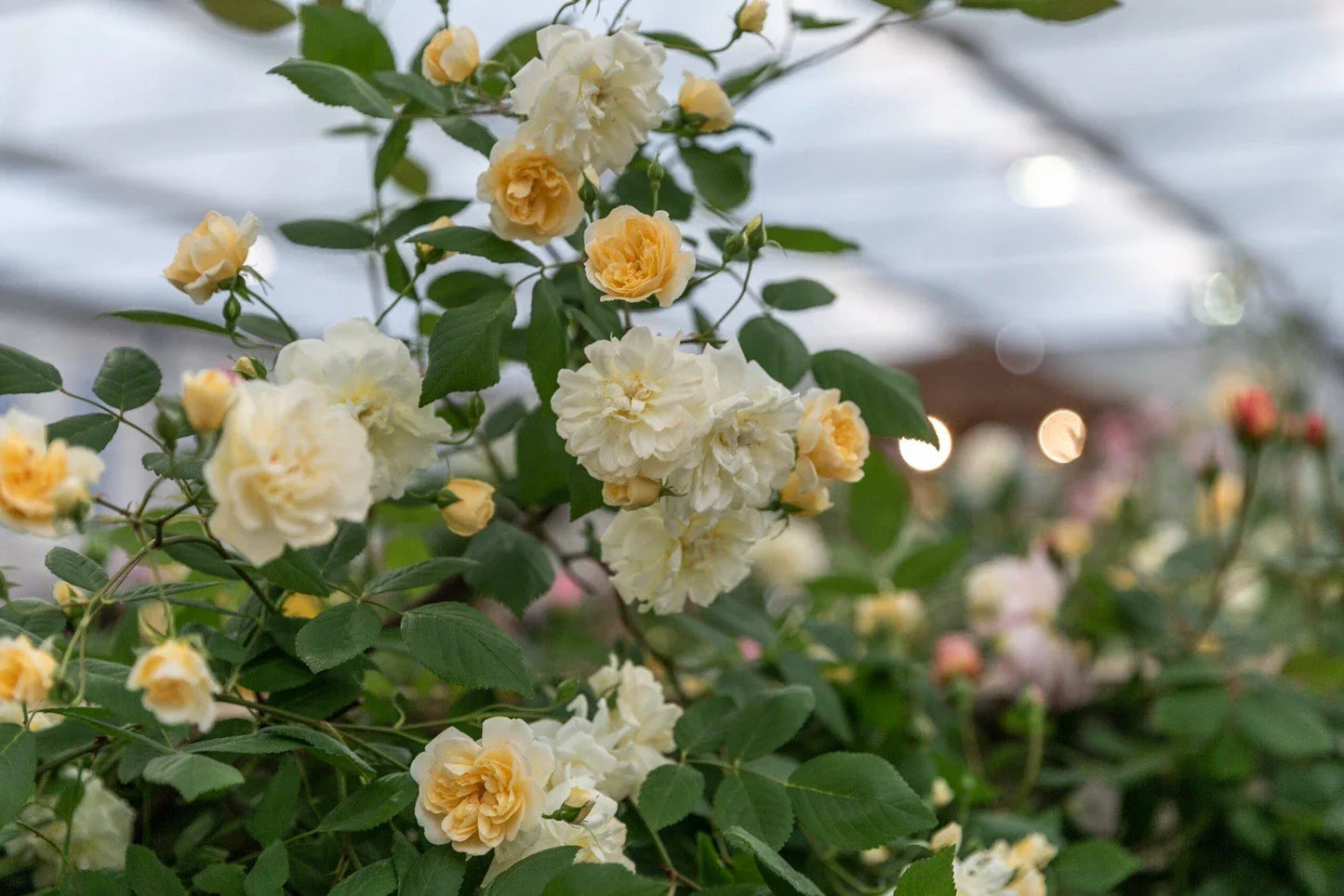 Fragrant English Rambling Rose Cuttings - Auscanary Variety, Unrooted Climbing Rose for Gardens & Landscaping