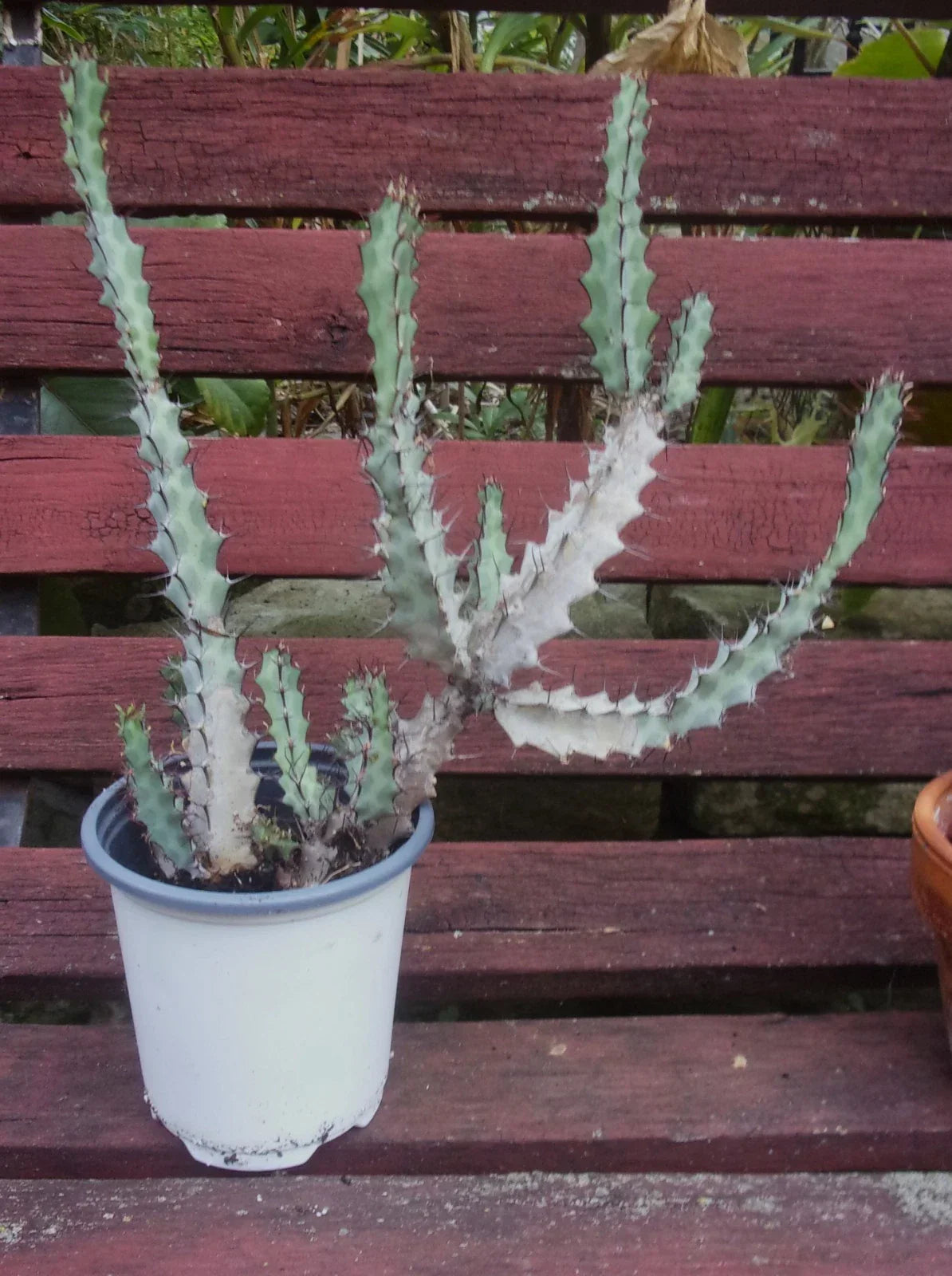 Euphorbia Greenwayi Medusoid Succulent Plant - 3 Year Branched Specimen - Unique Green Foliage - Hardy Succulent for Collection