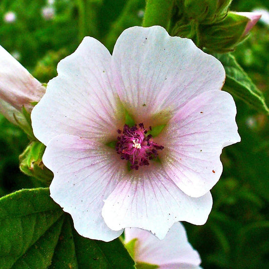 Marshmallow Plant Seeds - Medicinal Althaea officinalis with Rose Flowers, Herb Gardening, Non-GMO, 2025 Planting