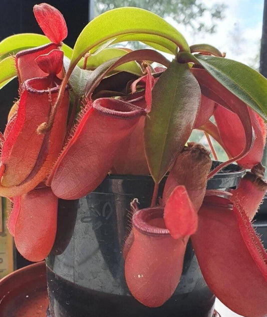 Nepenthes Lady Luck Pitcher Plant - Rooted Carnivorous Plant in 2.5" Pot - Tropical Unique Variety