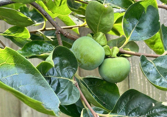 Japanese Fuyu Persimmon Tree Scions 6-8in for Rooting Grafting Diospyros kaki Fruit Tree