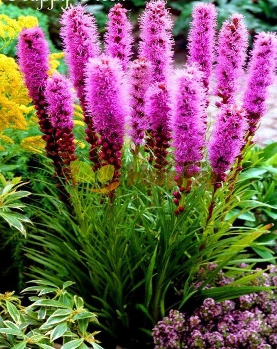 Prairie Blazing Star Seeds - 100+ Liatris pycnostachya Wildflower Seeds for Native Gardens, Attracts Pollinators, Drought-Tolerant