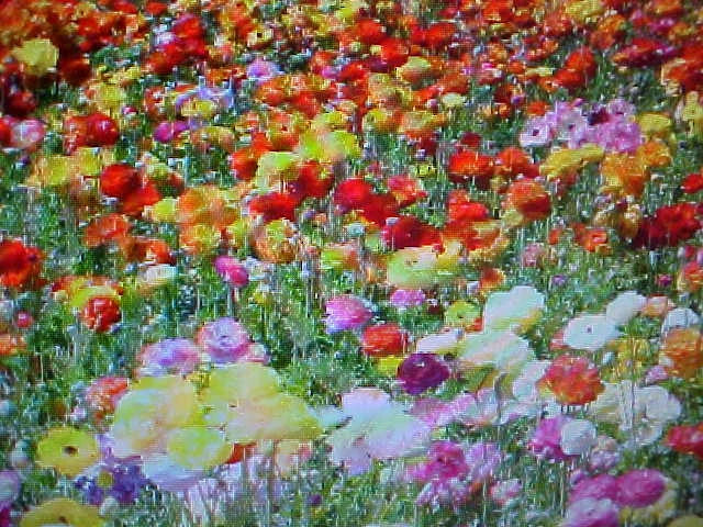 Wildflower Seed Mix 2 lb for Garden, 24 Color Annual & Perennial Wildflower Seeds, Attracts Pollinators