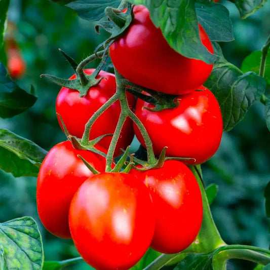 Organic Rio Grande Tomato Seeds - Heirloom, Non-GMO, 30+ Fresh Seeds for Home Gardening, Solanum lycopersicum