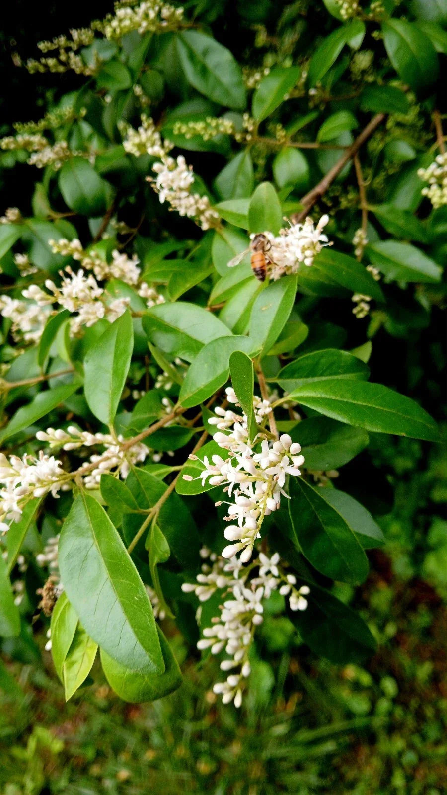 Bare Root Chinese Privet Hedge Plants, Ligustrum sinense, 5-8 Inches, Live, Fast-Growing Privacy Screening Shrubs