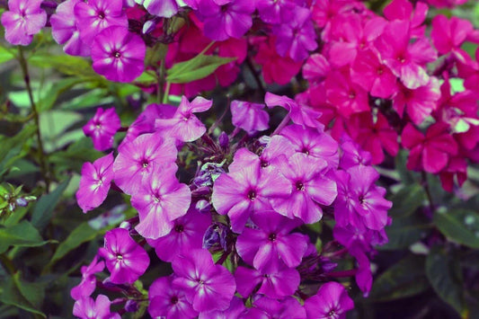 Le Mahdi Phlox Seeds - 100+ Colorful Garden Flower Seeds - Phlox paniculata - Non-GMO, USA Grown, Free Shipping