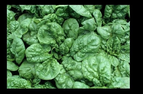 Bloomsdale Spinach Seeds - Heirloom Non-GMO, Slow-Bolting, 30-200 Seeds, Spinacia oleracea, Organic Vegetable Seeds for Home Gardening