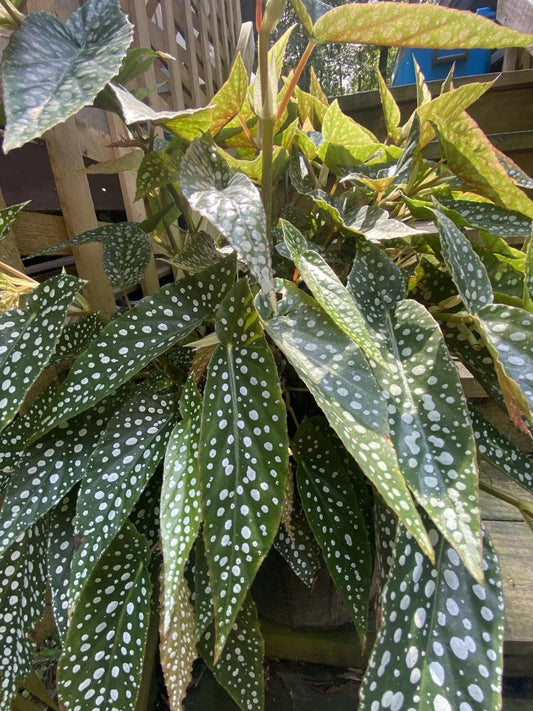My Special Angel Begonia Live Houseplant - Rooted Indoor Plant with Ornamental Foliage, Begonia 'My Special Angel'