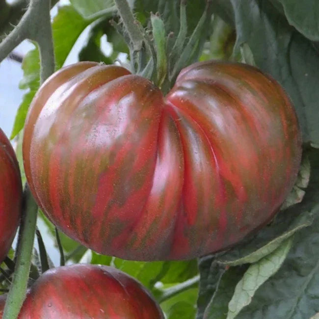 Pink Berkeley Tie-Dye Tomato Seeds - Heirloom, Organic, Non-GMO, 25 Pack for Home Garden, Vibrant Striped Fruits, Solanum lycopersicum