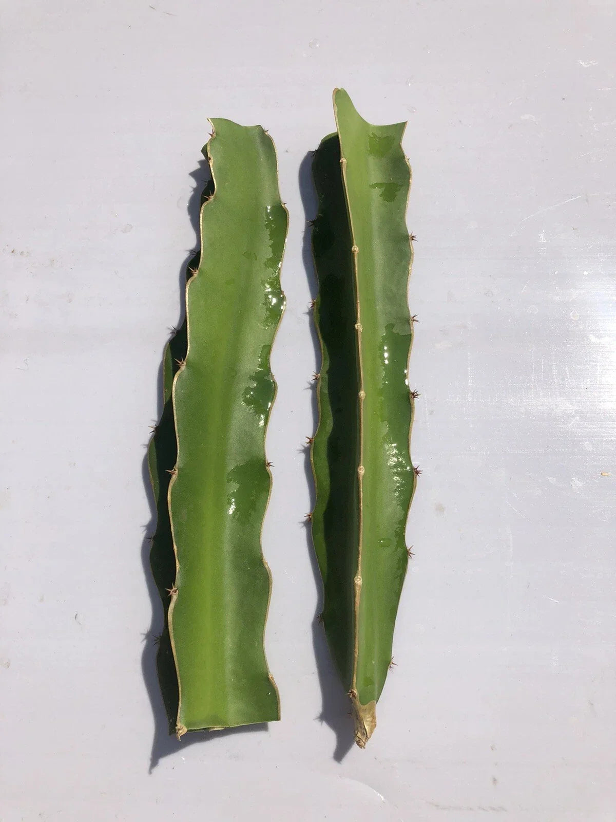 Dragon Fruit Cutting 6-8 Inches Pitaya Cactus Fresh No Root Tropical Plant for Home Garden