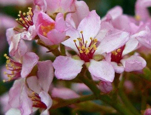 Indian Hawthorn Seeds - Pink Lady Variety, Rhaphiolepis Indica, 25 Seeds for Landscaping, Hedges, and Gardens